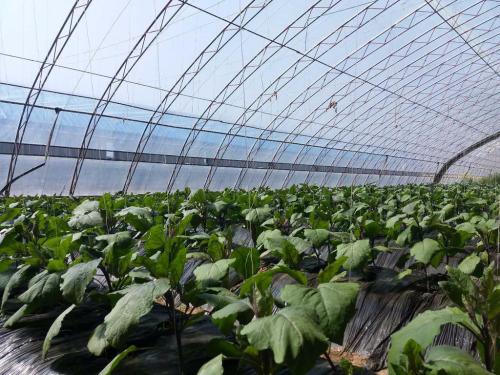 光穩(wěn)定劑783在農膜中的應用優(yōu)勢